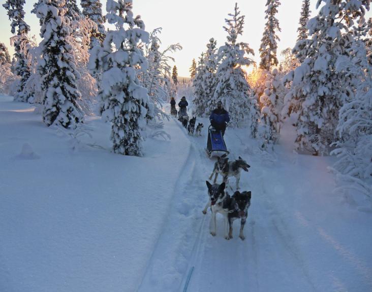 Dog Sledding Charity Challenge