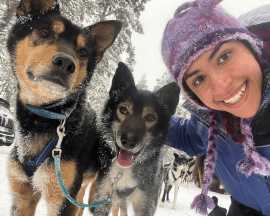 Dog sledding an essential guide